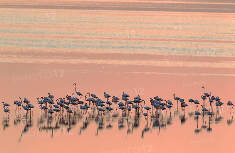 Greater Flamingos (Phoenicopterus roseus)