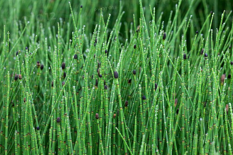 Coloured horsetail (Equisetum Variegatum) with drops of water