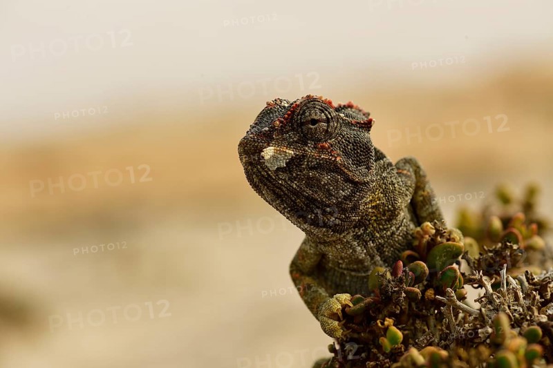 Namaqua Chameleon (Chamaeleo namaquensis)