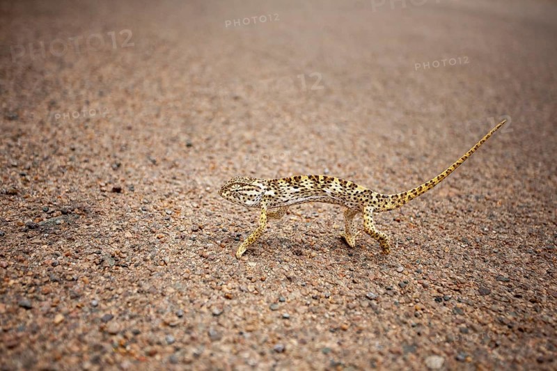 Flap-necked chameleon (Chamaeleo dilepis) crosses road