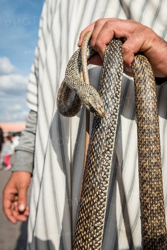 Snake charmer with snake in hand