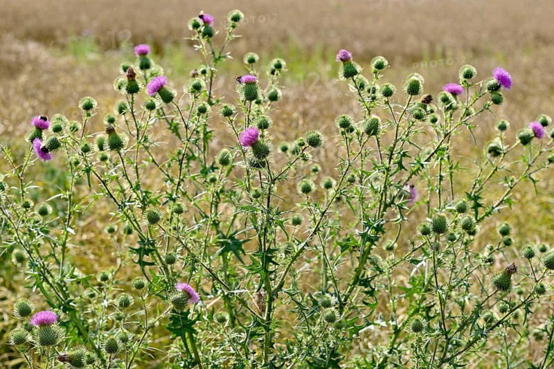 Spear thistles (Cirsium vulgare)