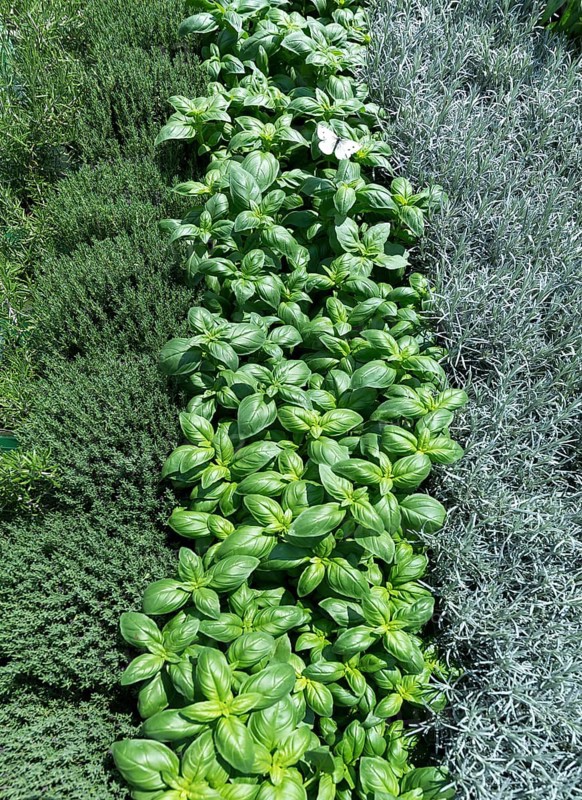 Various herbs in row