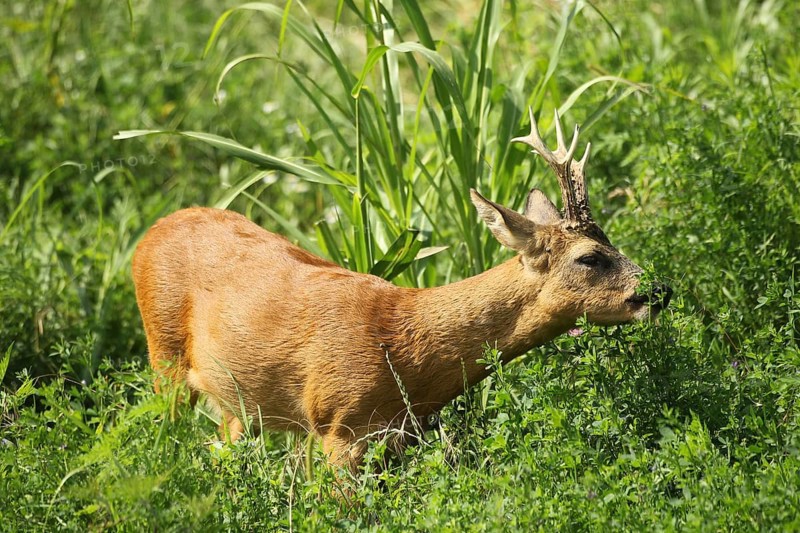 European roe (Capreolus capreolus)