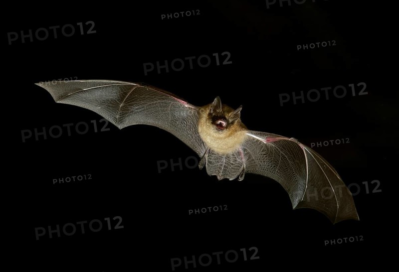 Geoffroy's bat (Myotis emarginatus) in flight at night