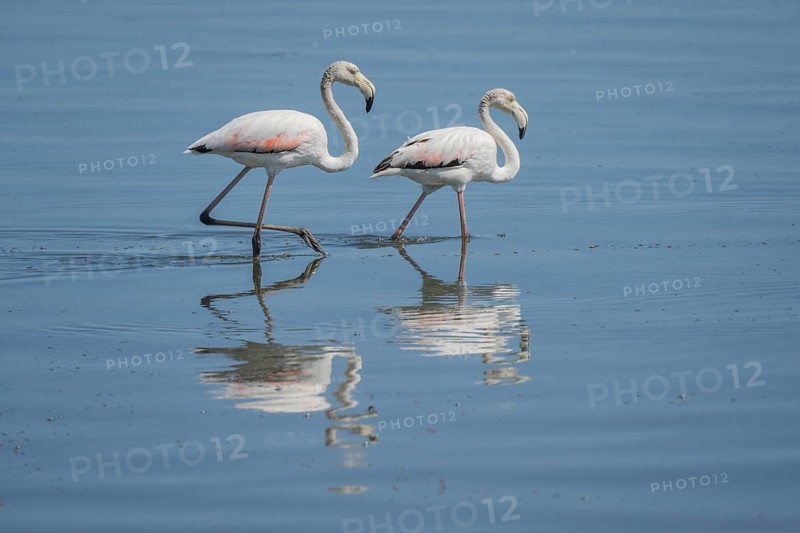 Pink Flamingos (Phoenicopterus roseus)