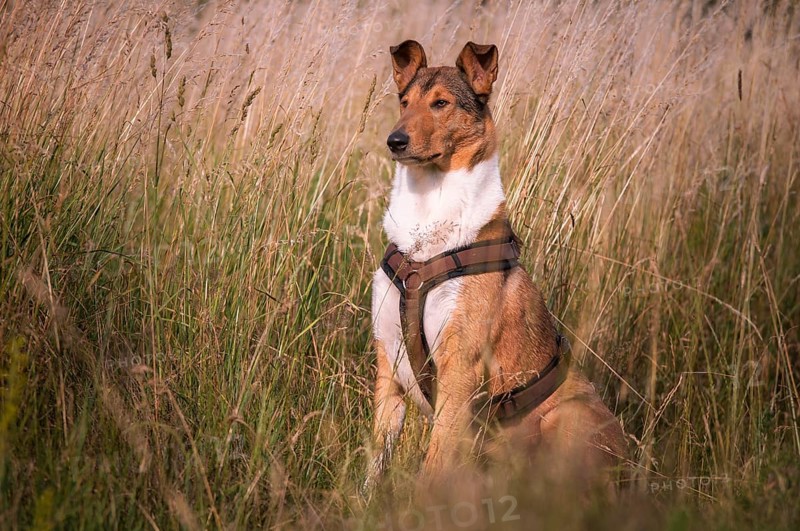 Shorthair collie
