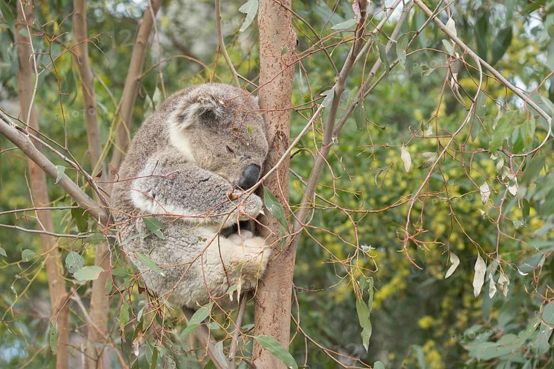 Koala (Phascolarctos cinereus) adult animal sleeping in a Eucalyptus tree
