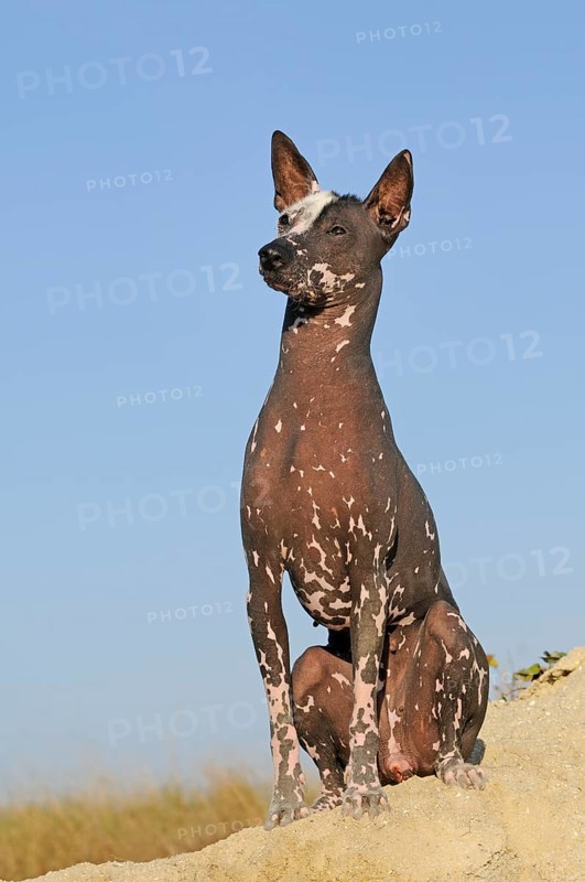 Perro sin pelo del Peru