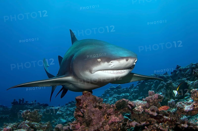 Sicklefin lemon shark (Negaprion acutidens) floats over coral reef