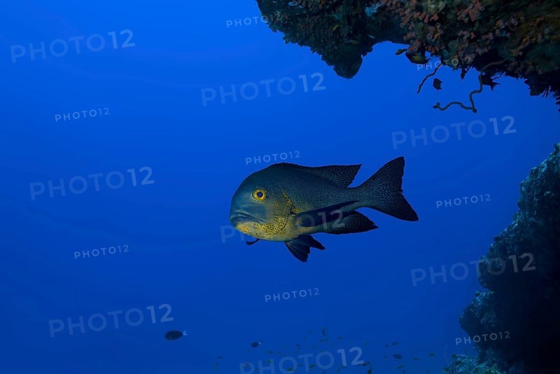 Midnight Snapper (Macolor macularis) swims under coral reef in the blue water