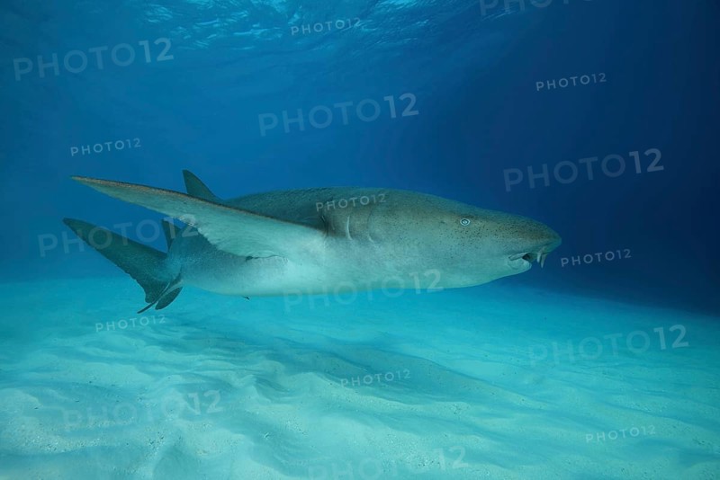 Tawny Nurse Shark (Nebrius ferrugineus) swims over sandy bottom