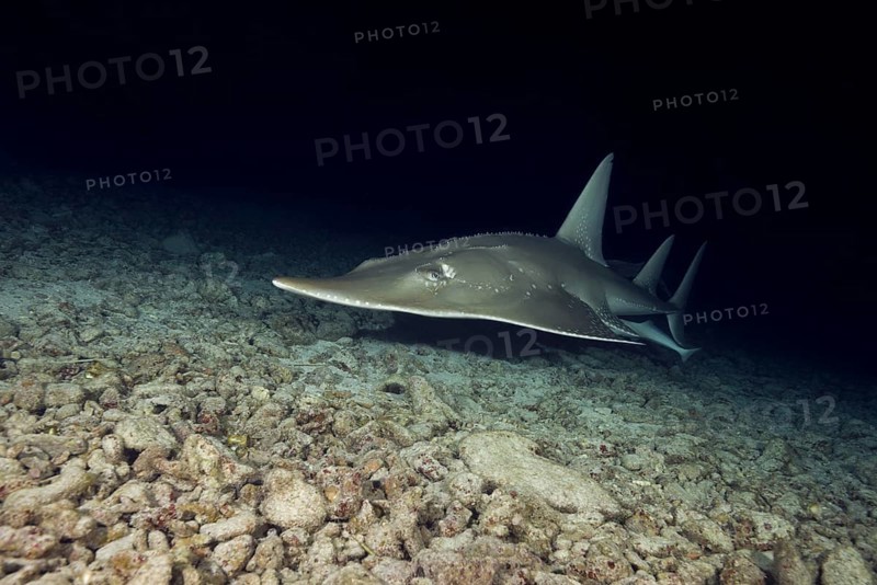 Giant Guitarfish (Rhynchobatus djiddensis) swims over sandy bottom in the night