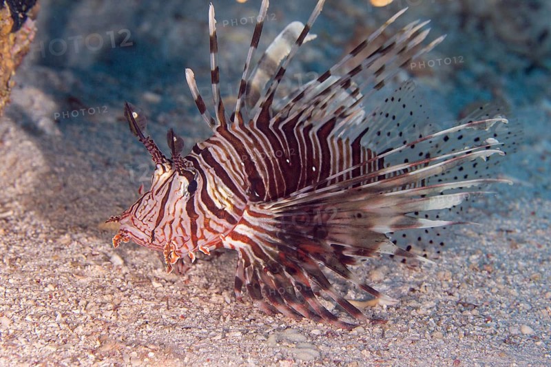 Common lionfish (Pterois miles)