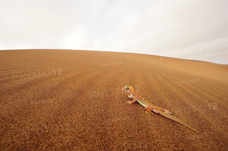 Palmato gecko