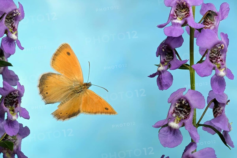 Small heath (Coenonympha pamphilus)