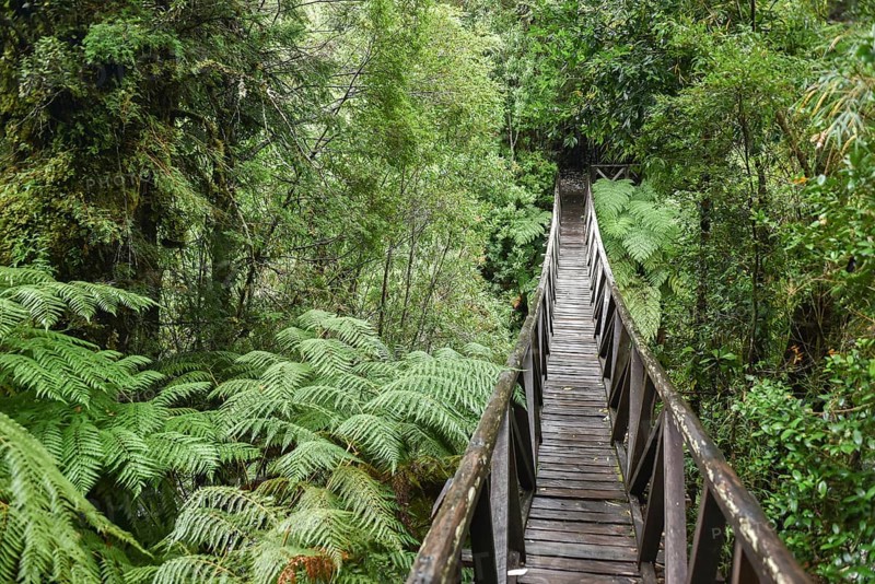 Wooden bridge through ferns