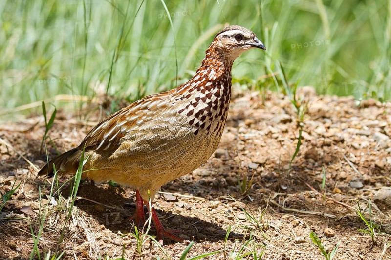 Crested francolin (Francolinus sephaena)