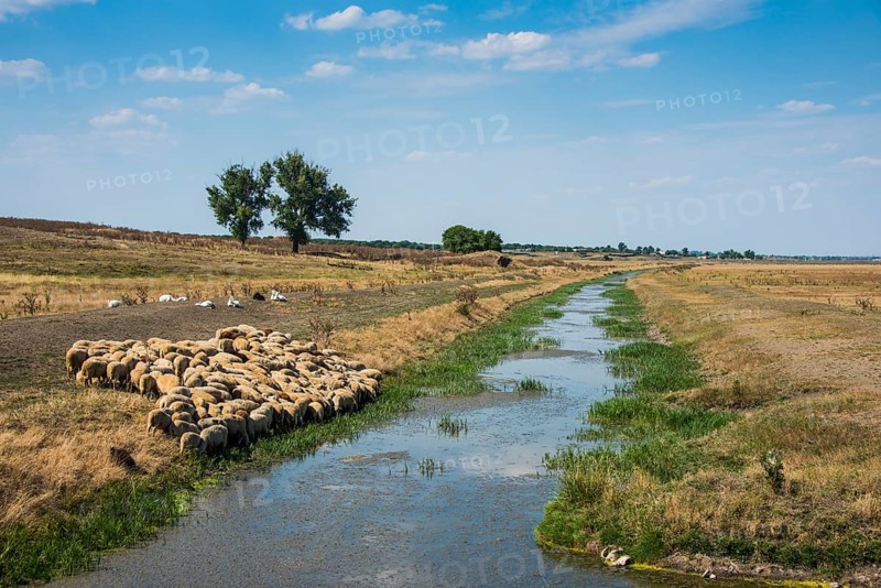Herd of sheeps grazing on a little channel