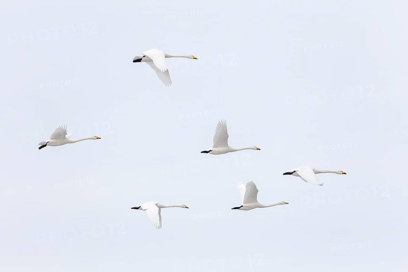 Whooper swans (Cygnus cygnus) in flight