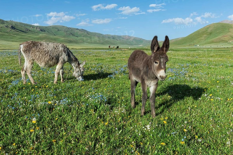 Donkeys