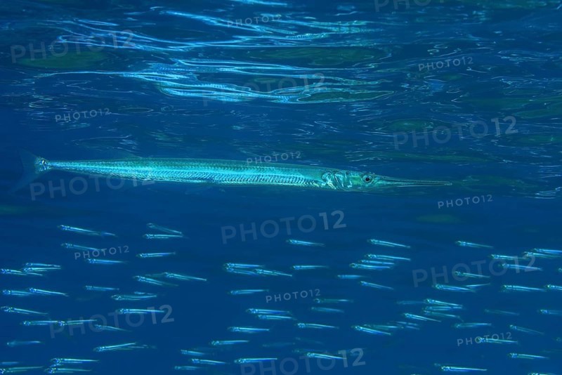 Needlefish (Belonidae) hunts small fish under the surface of water