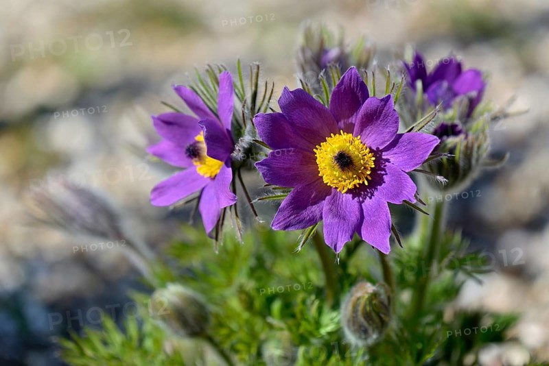 Kitchen cuff (Pulsatilla vulgaris)