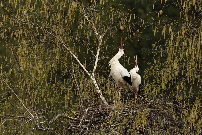 White storks (Ciconia ciconia)