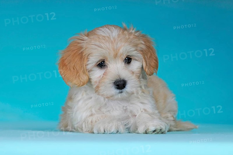 Havanese