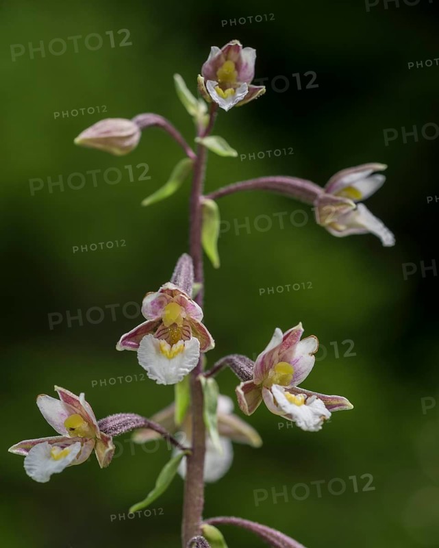 Marsh Helleborine (Epipactis palustris)