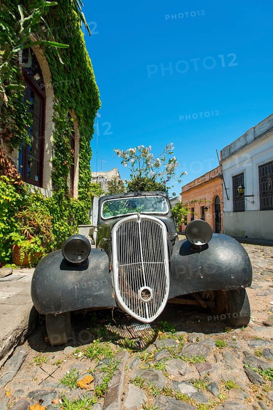 Car wreck of an oldtimer overgrown with flowering plants