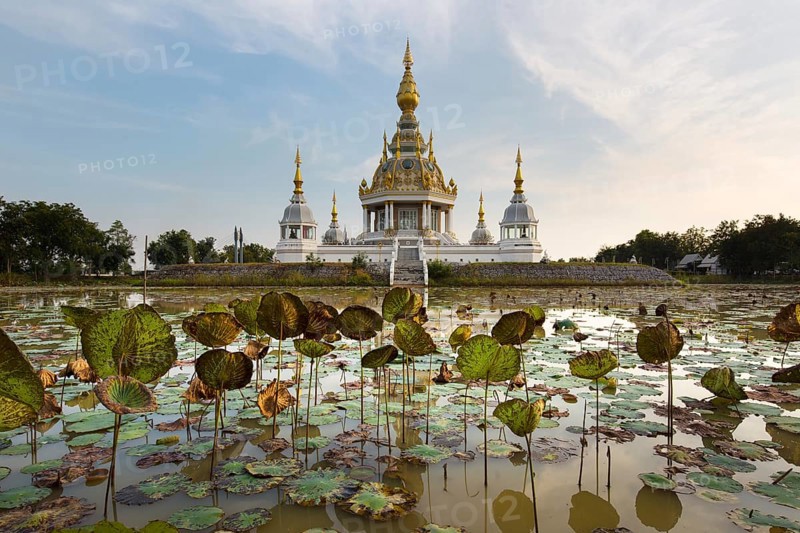 Pond with Lotus (Nelumbo) in front of Maha Rattana Chedi of Wat Thung Setthi