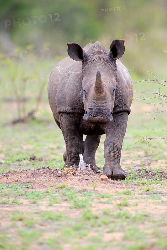 White rhinoceros (Ceratotherium simum)