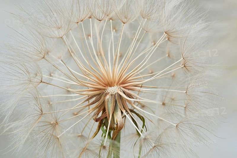Meadow salsify (Tragopogon pratensis)
