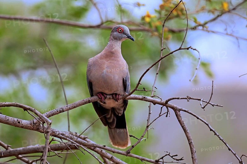 Red-eyed dove (Streptopelia semitorquata)