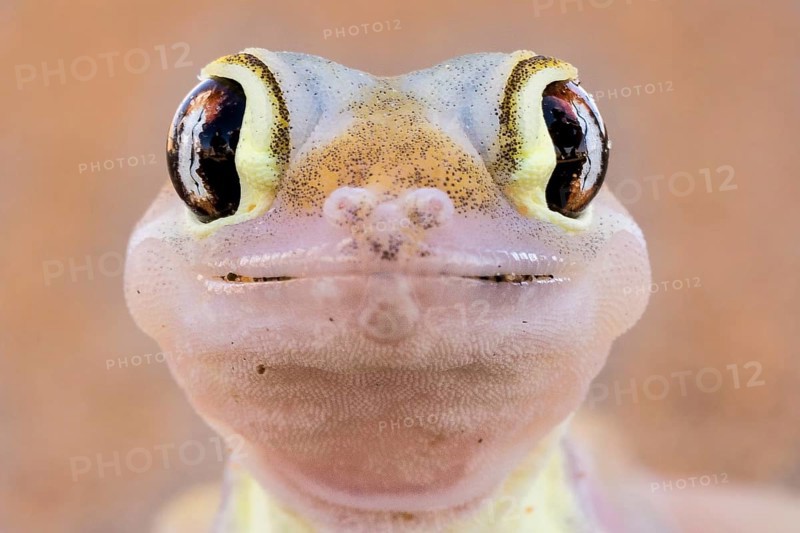 Namib sand gecko (Pachydactylus rangei)