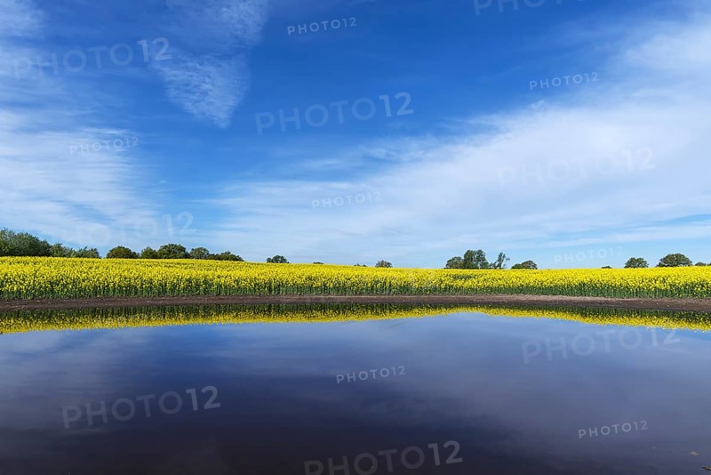 Blooming Rapefield (Brassica napus) is reflected in a Kettle hole
