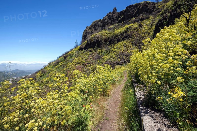 Path through blooming vegetation