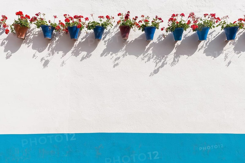 Red geraniums in blue flowerpots on a house wall