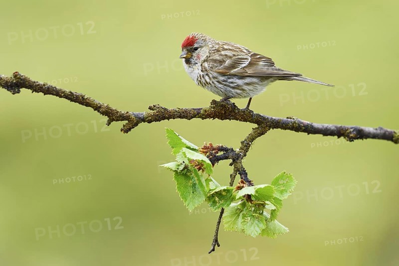Arctic Redpoll (Acanthis hornemanni)
