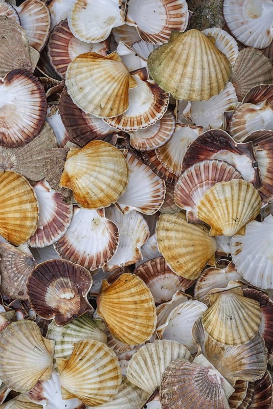 Seashells