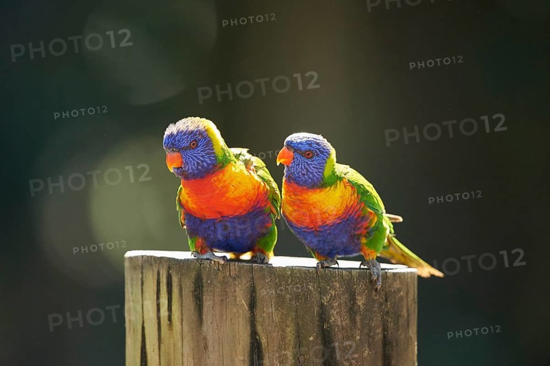 Rainbow lorikeets (Trichoglossus moluccanus)