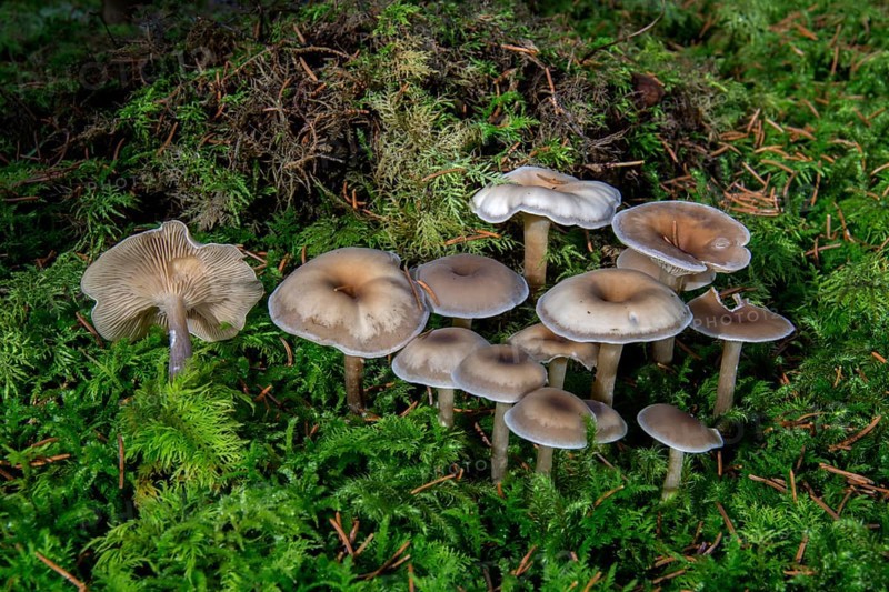 Mushroom (Clitocybe metachroa)