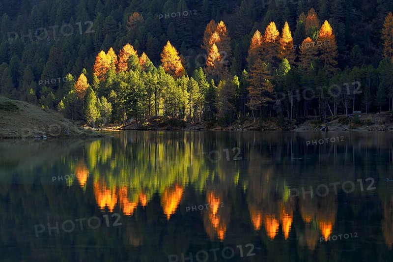 Luminescent larches in autumn colouring