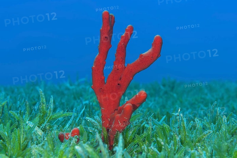 Red toxic finger-sponge (Negombata magnifica) in the sea grass