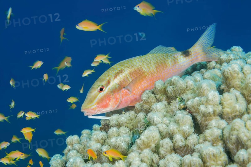 Two spot Goatfish (Parupeneus rubescens) lies on the coral