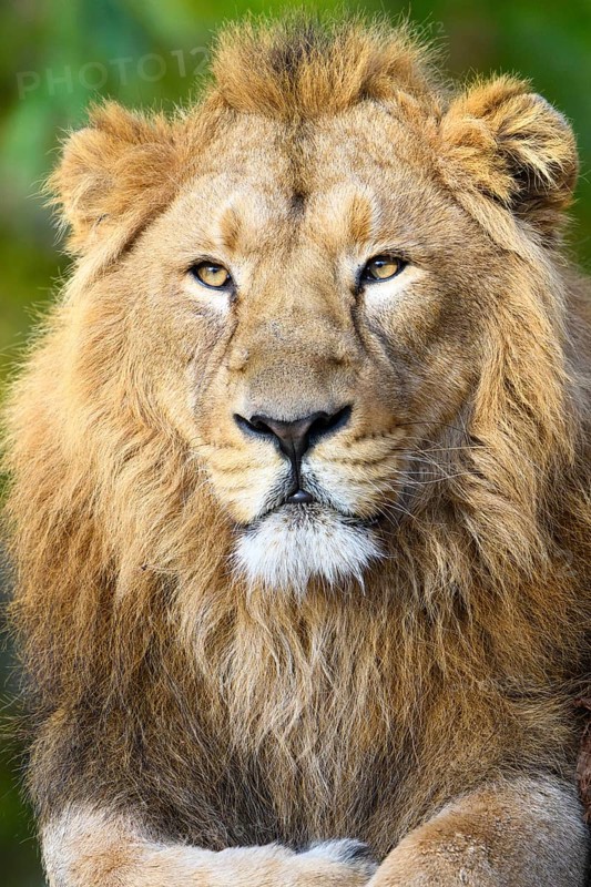 Asiatic Lion (Panthera leo persica)