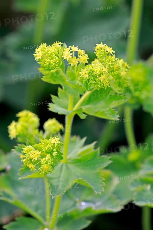 Lady's mantle (Alchemilla mollis)