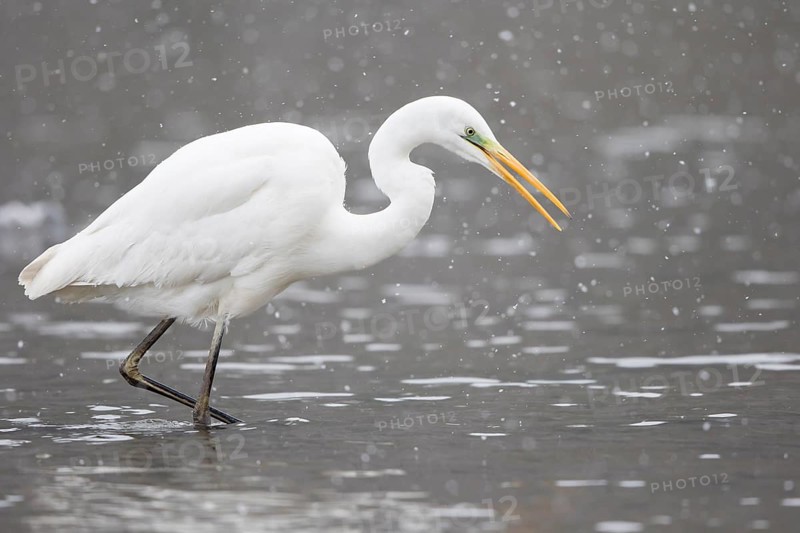 Great egret (Ardea alba) in shallow water foraging