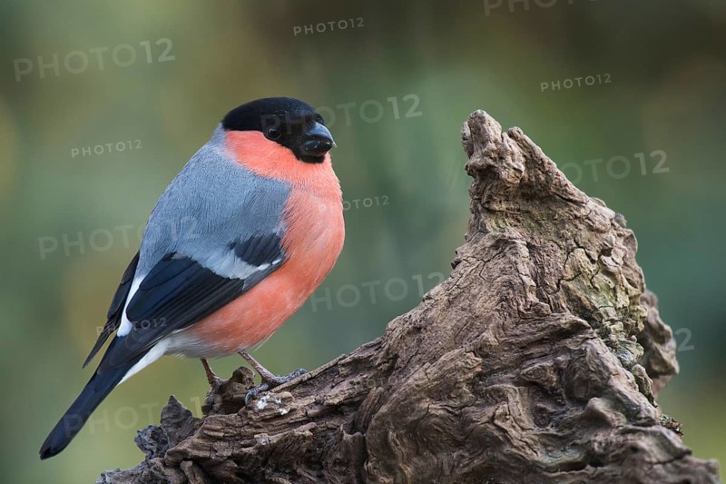 Bullfinch (Pyrrhula pyrrhula)